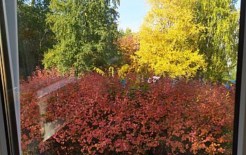 А из нашего окна осень красками полна